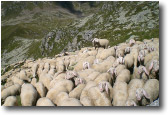 Pecore'