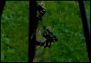 Accoppiamento libellula