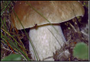 Funghi 1